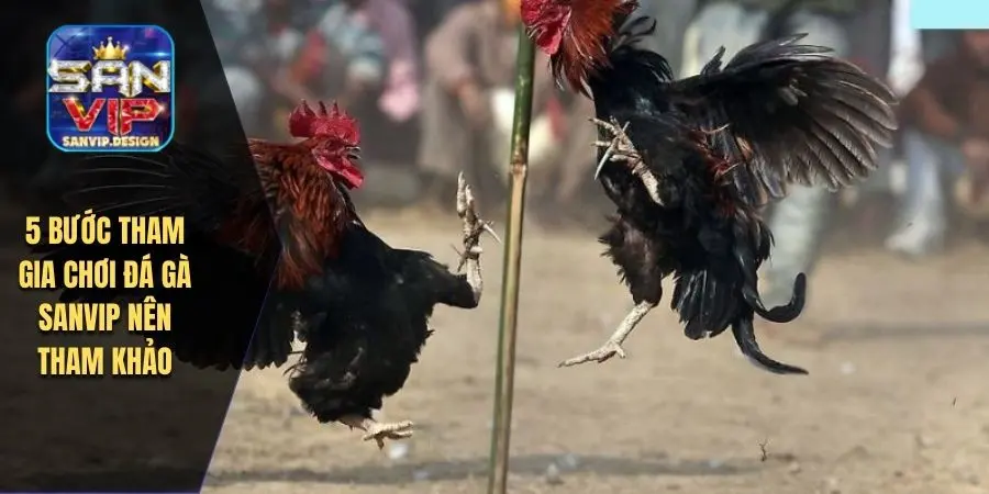 5 bước tham gia chơi đá gà SANVIP nên tham khảo