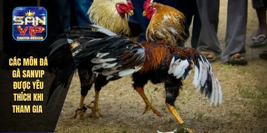 Các môn đá gà SANVIP được yêu thích khi tham gia 
