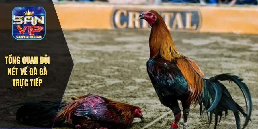 Tổng quan đôi nét về đá gà trực tiếp
